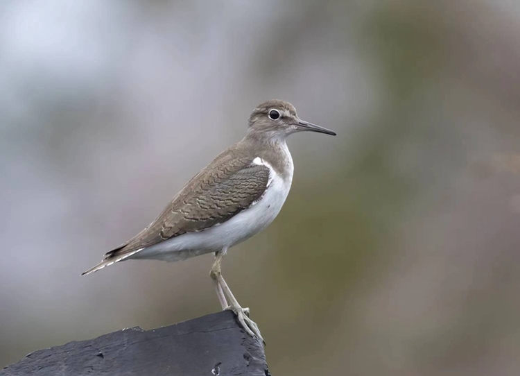 貴州省長江上游珍稀特有魚類國家級自然保護區(赤水段)發現國家重點保護鳥類14種