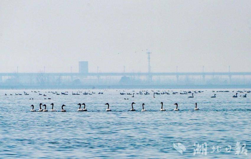 退养还湿 引来珍稀鸟类！武汉涨渡湖入列全国首批陆生野生动物重要栖息地