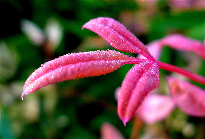 图片默认标题_fororder_191024shuangjiang2