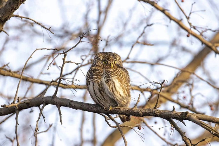 貴州省長江上游珍稀特有魚類國家級自然保護區(赤水段)發現國家重點保護鳥類14種
