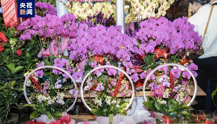 写意春天里 湾区花正开