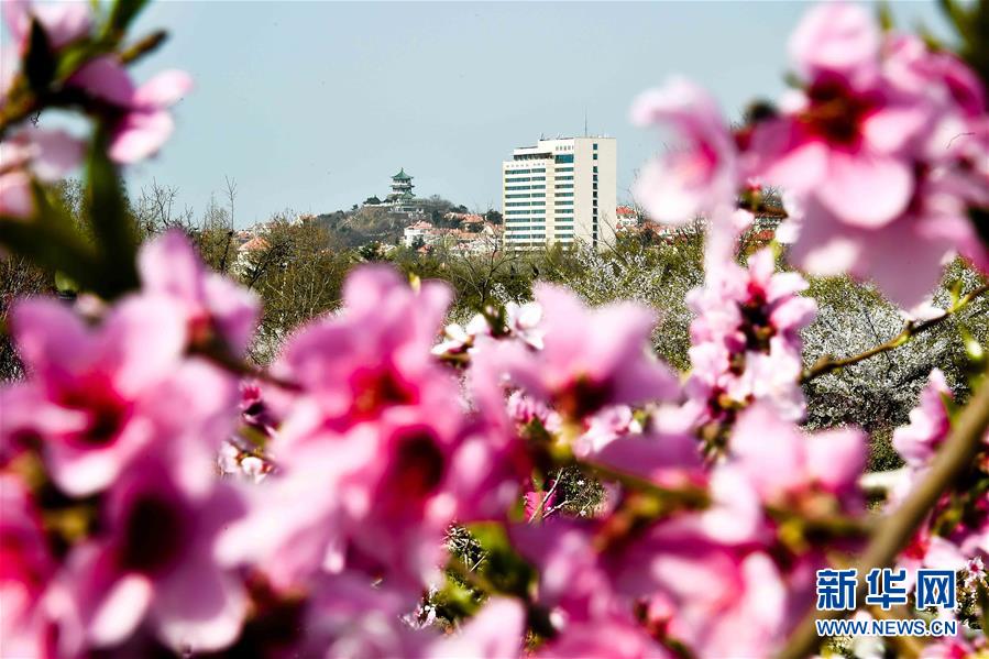 青岛赏花会启幕