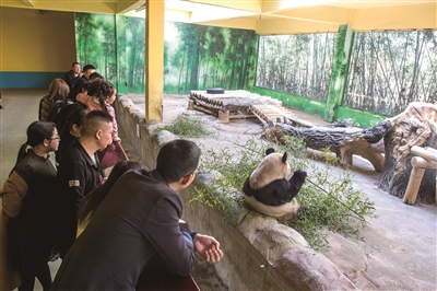 2022年 天堂杭州将成为中华大熊猫“第二故乡”