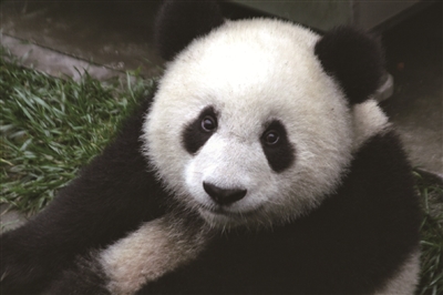 2022年 天堂杭州將成為中華大熊貓“第二故鄉”