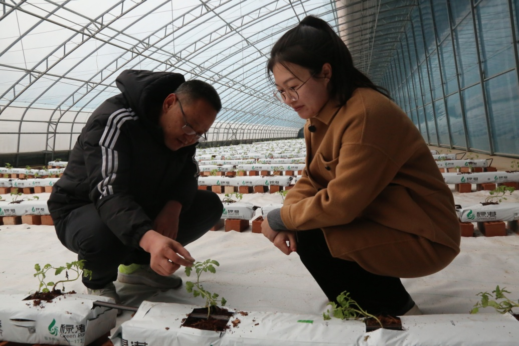 河北南皮：智能化种植特菜促增收_fororder_图片 5