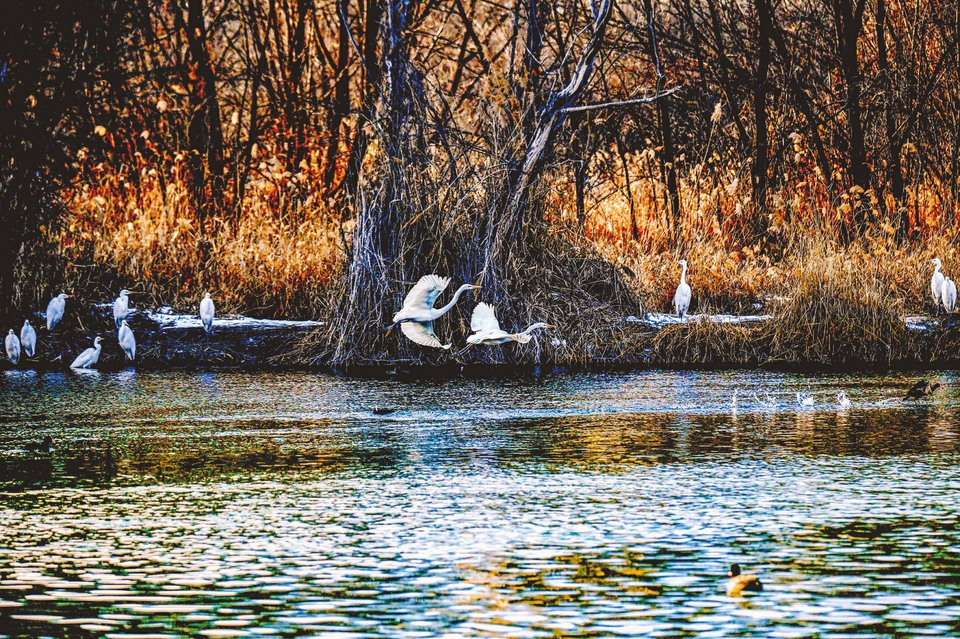 越来越多的鸟类来太原汾河湿地公园安家_fororder_7e1b2c2afbbe0286e5f3afad00378606