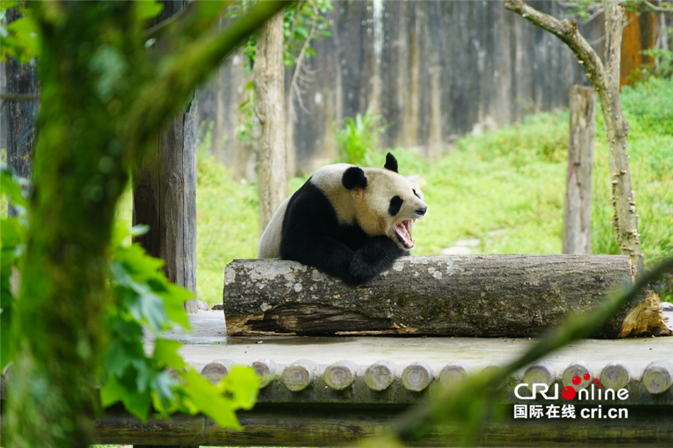 （一起看中国）“熊猫妈妈”的心愿_fororder_cd5f15c7343c401aa91e5622bd869508