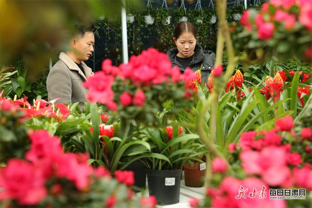 陇南康县：鲜花俏销迎新春_fororder_2