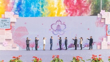 2024中国无锡太湖鼋头渚国际樱花节开幕