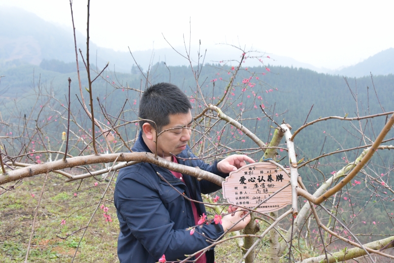 賀州市平桂區：以桃花為媒促進農文旅融合發展_fororder_圖為遊客認養桃樹.JPG