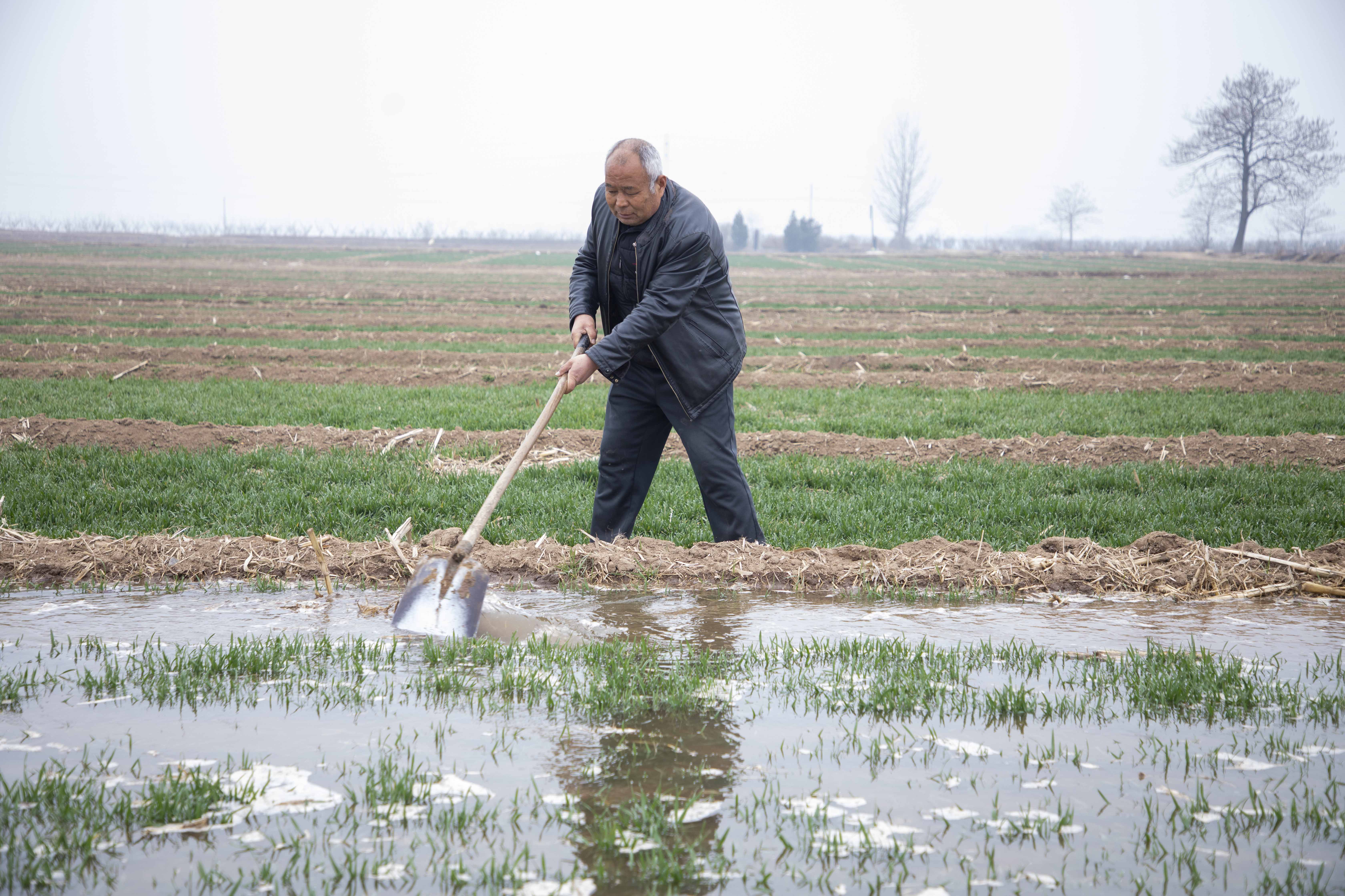 陕西渭南：春灌助力小麦“喝”上返青水  确保粮食安全_fororder_图片1