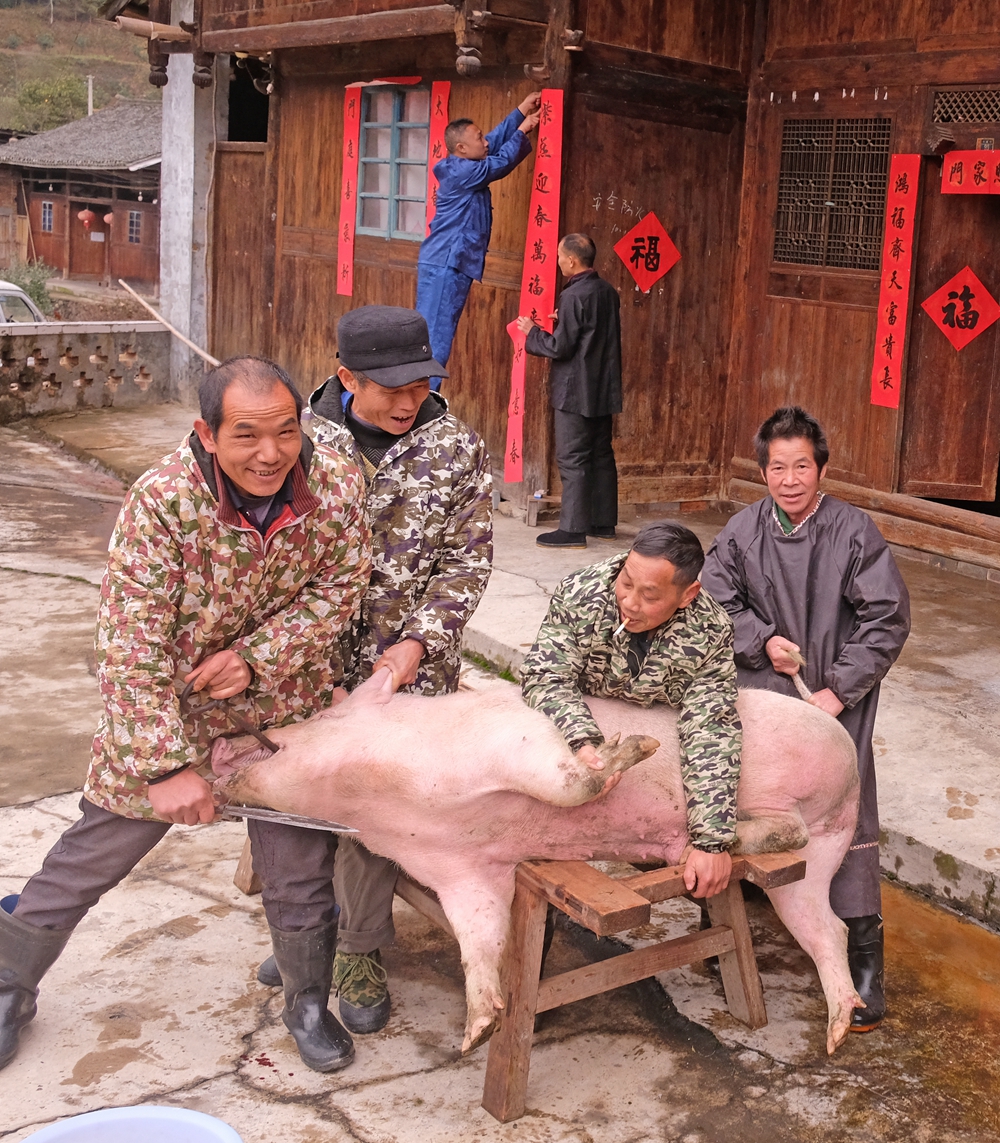 貴州天柱：苗鄉侗寨年味濃_fororder_天柱縣邦洞街道魚塘村民在殺年豬。.JPG