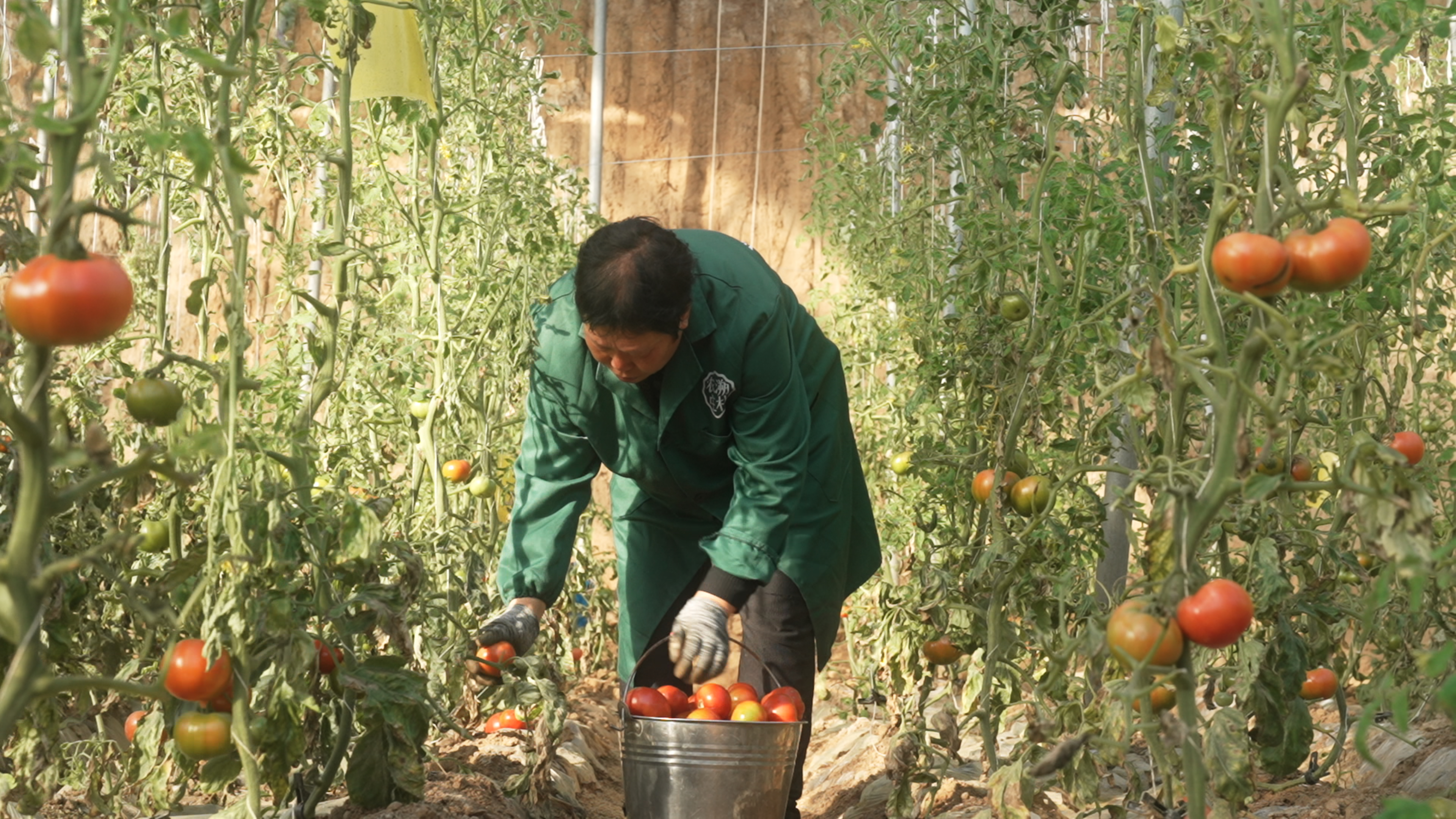 河北定兴：24小时鲜蔬端上北京餐桌_fororder_003