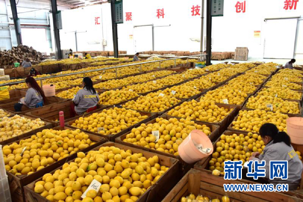 城市遠洋【區縣聯動】【潼南】重慶潼南國際檸檬節開幕 力爭形成百億級産業鏈