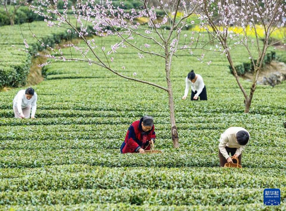 三峽庫區早春茶開採
