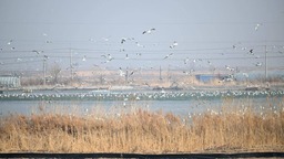 遼河口“鳥浪”來襲