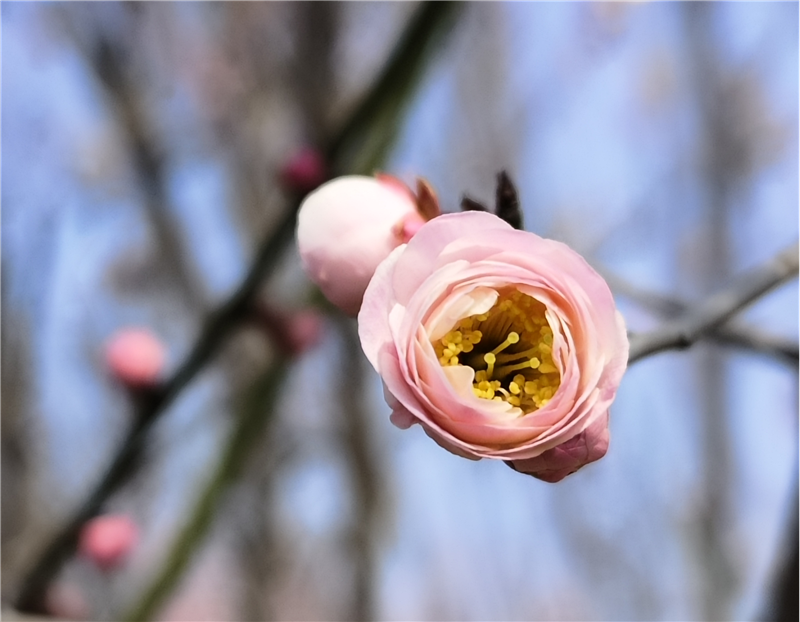 【春日里的河南】周口郸城：梅花朵朵开 只把春来报_fororder_图片6