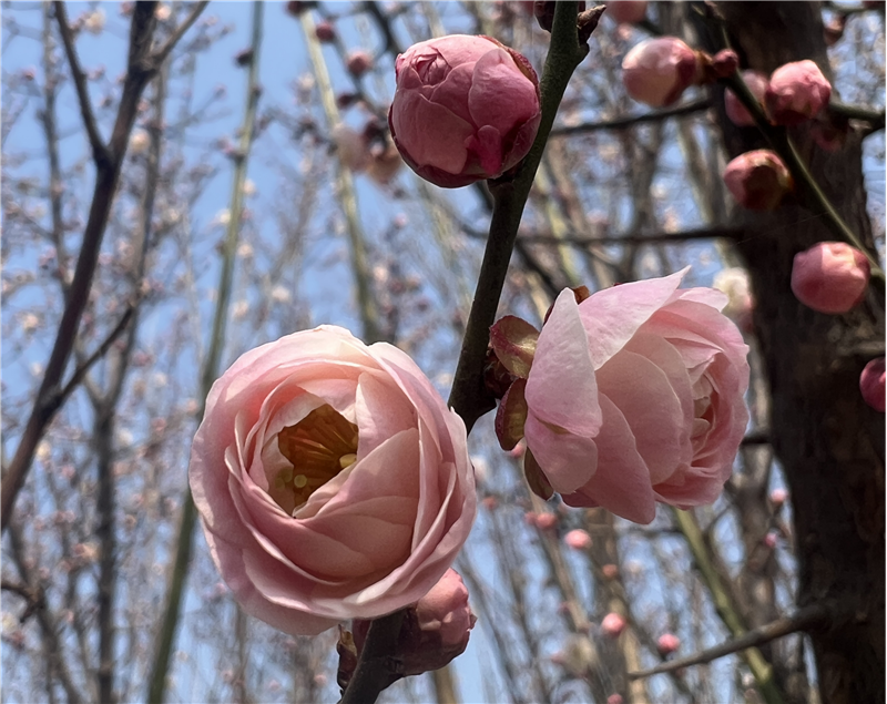 【春日里的河南】周口郸城：梅花朵朵开 只把春来报_fororder_图片7