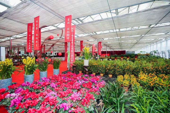 累计销售额上亿元，浙江迎春花展销售再创新高_fororder_1758427351009607682_720px