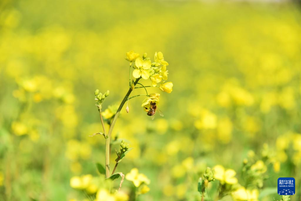 贵州、广西、云南、湖南等地油菜花开春意浓_fororder_20240217d2a5caf90fed4c039ec89e28d8ae8382_20240217a744950537a04145813ca7c692550f94