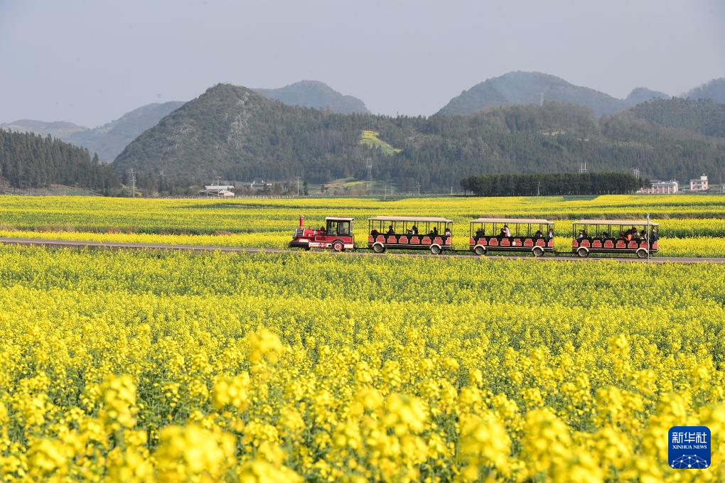 贵州、广西、云南、湖南等地油菜花开春意浓_fororder_20240217d2a5caf90fed4c039ec89e28d8ae8382_20240217ec219f79f662475a80ced5a9e97577d4