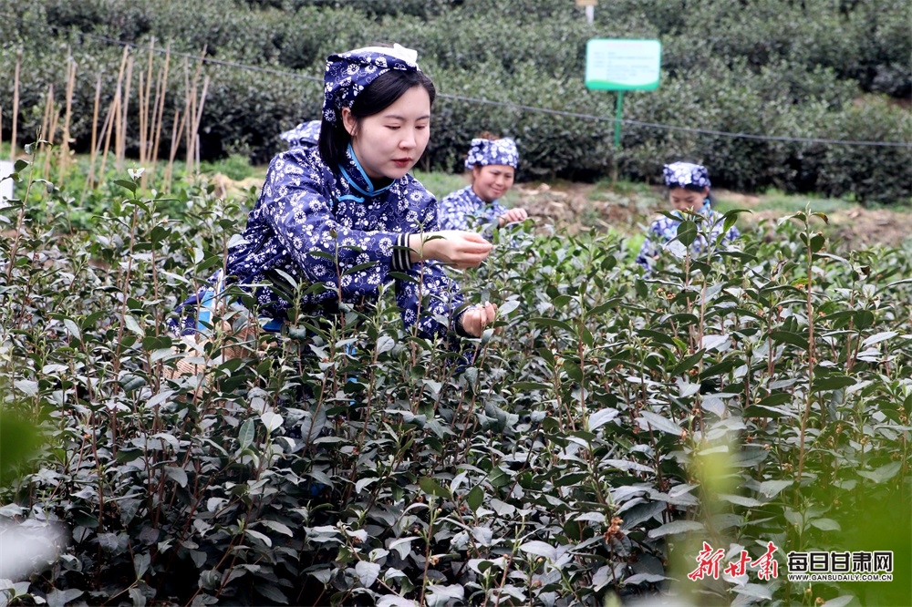 房前花好看 屋後茶飄香 文縣春茶開始採摘啦！_fororder_6