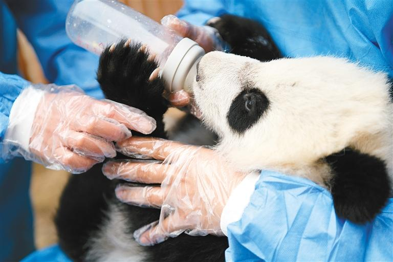 和“滚滚”一起过大年_fororder_图片6