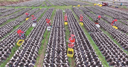 中國農技推廣的“廣西現象”