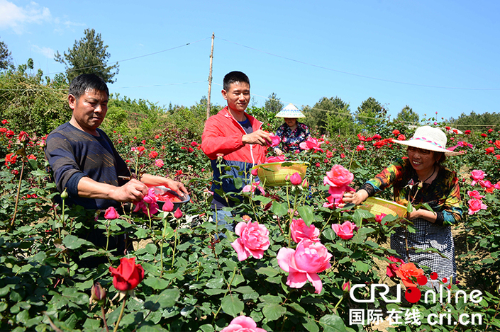 貴州龍裏：玫瑰園主的“農旅經濟”