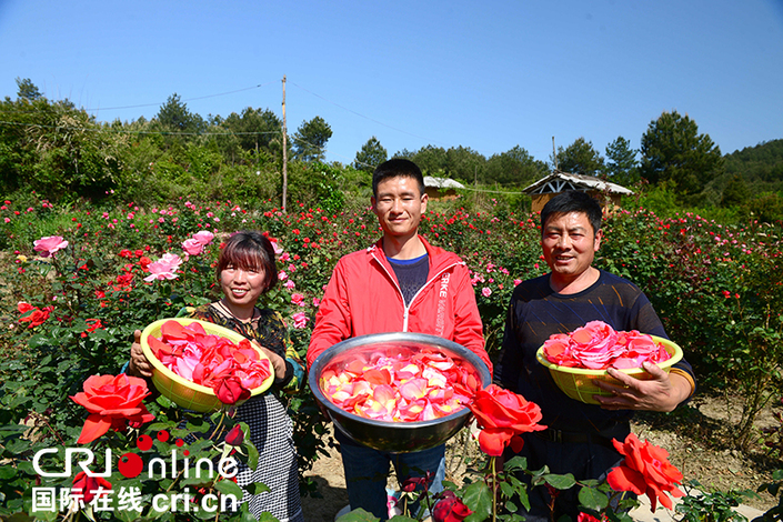 貴州龍裏：玫瑰園主的“農旅經濟”