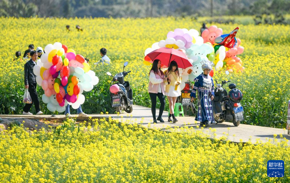 贵州、广西、云南、湖南等地油菜花开春意浓_fororder_20240217d2a5caf90fed4c039ec89e28d8ae8382_20240217ea24fe57c47d4381b0318a22419f9ee6