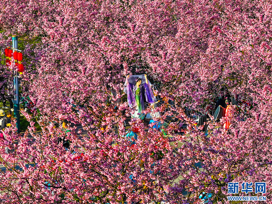 重庆南山：赏花正当时