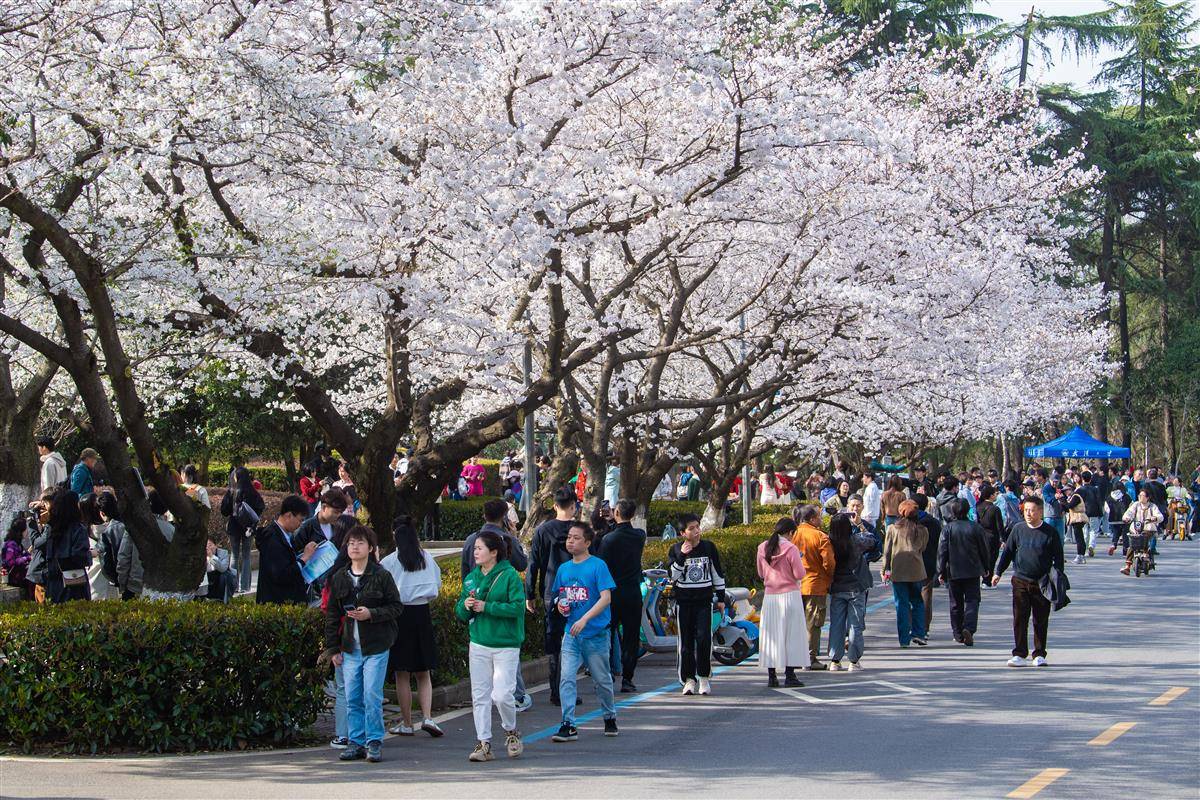 武漢大學櫻花盛放