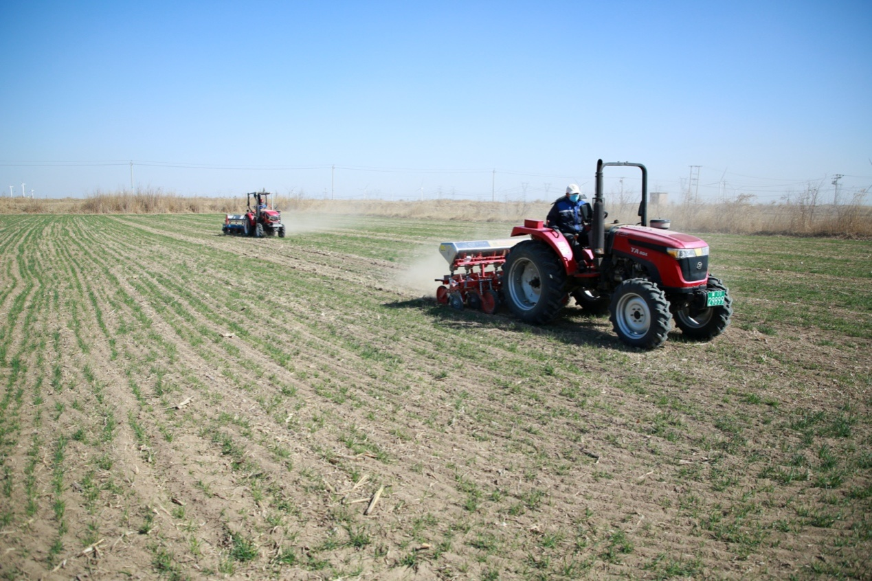 河北黄骅：旱碱麦田管护忙_fororder_图片1