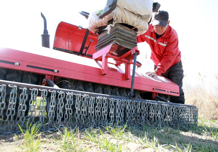 河北黄骅：旱碱麦田管护忙_fororder_图片4