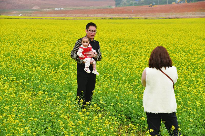 油菜花盛放迎客來 花海中騎行春意濃 中國—東盟稻作文化園美景吸引遊客前來打卡