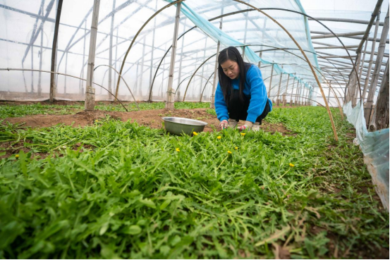 河北黄骅：大棚种植蹚出增收新路_fororder_河北黄骅：大棚种植蹚出增收新路(4)110