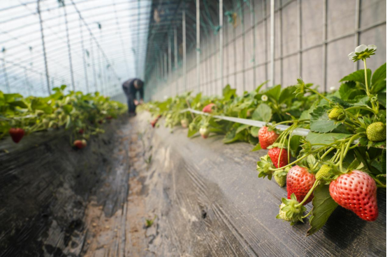 河北黄骅：大棚种植蹚出增收新路_fororder_河北黄骅：大棚种植蹚出增收新路(4)792