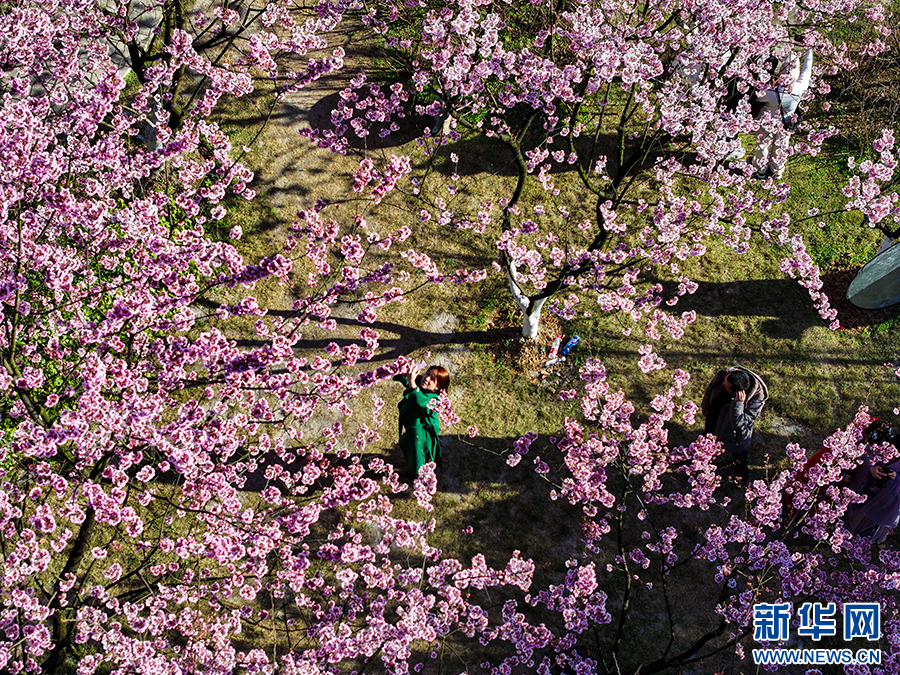 重庆南山：赏花正当时
