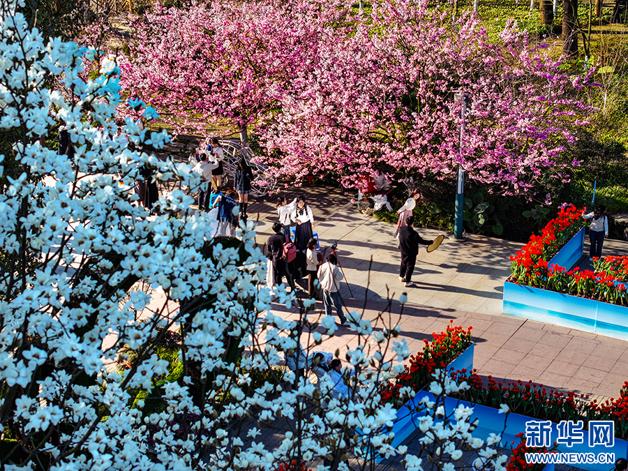 重庆南山：赏花正当时