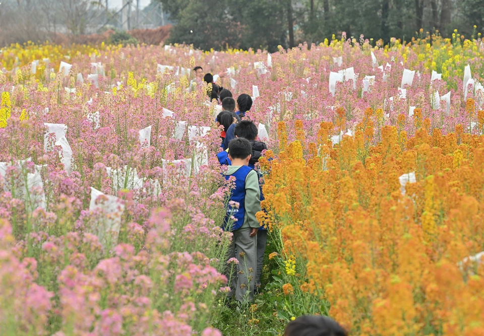 （转载）彩色油菜花美出圈最大功臣或是萝卜