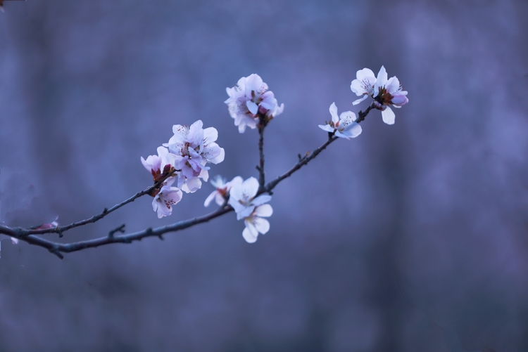 山桃花摄影图片