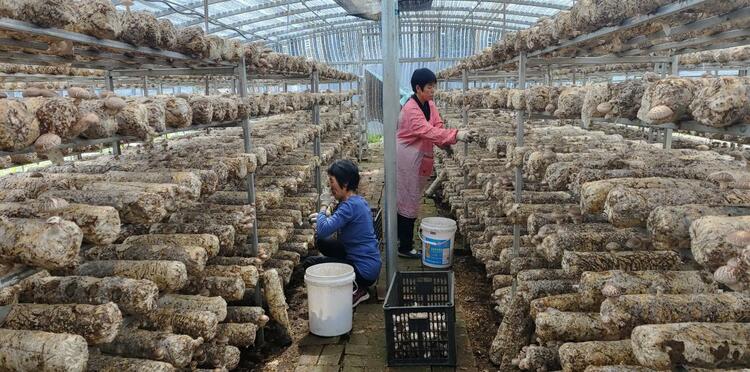 【原創】武威天祝:強化信用建設 助力食用菌産業規範發展_fororder_圖片3