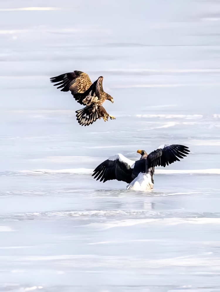 觀鳥最佳季到來,琿春市開啟“攝雕”模式!