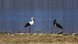 國家一級保護鳥類東方白鸛和黑鸛在涼山冕寧過年