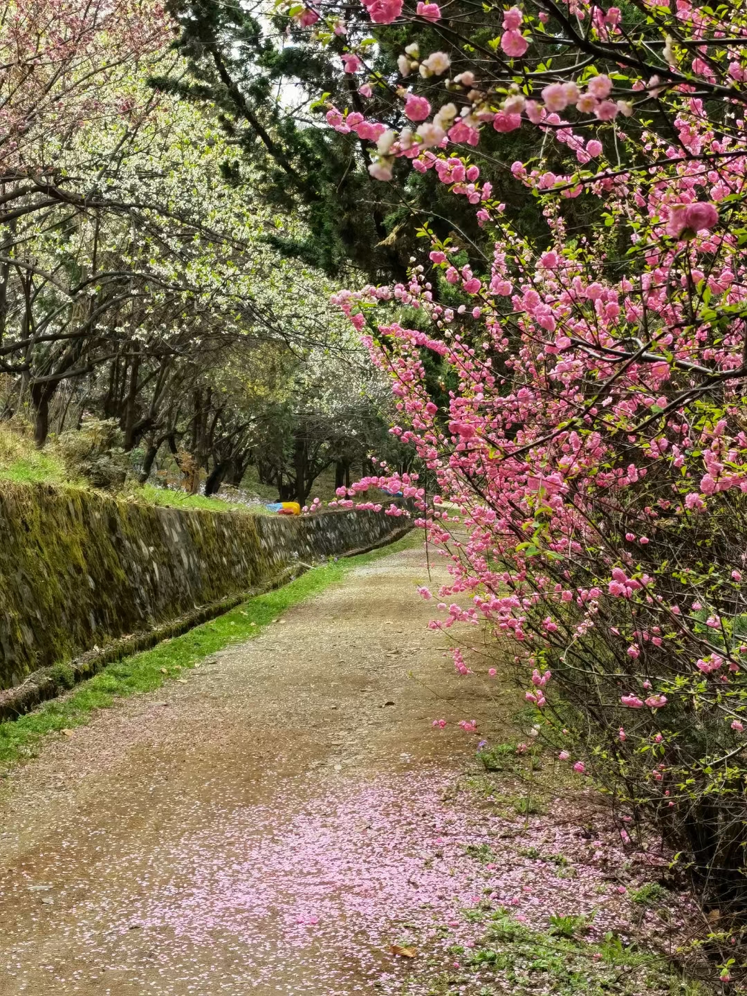 【镜观陕西·第9期】西安市鄠邑区：阿姑泉牡丹苑百亩梅花陆续绽放_fororder_微信图片_20240321161640