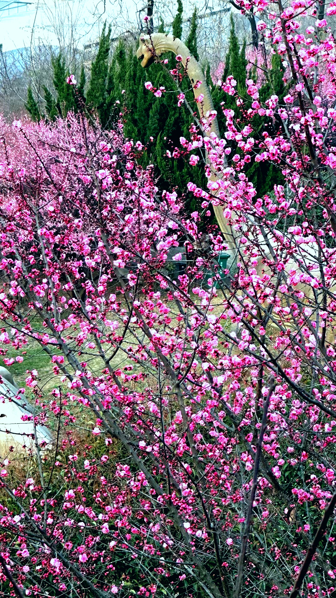 【镜观陕西·第9期】西安市鄠邑区：阿姑泉牡丹苑百亩梅花陆续绽放_fororder_微信图片_20240321161648