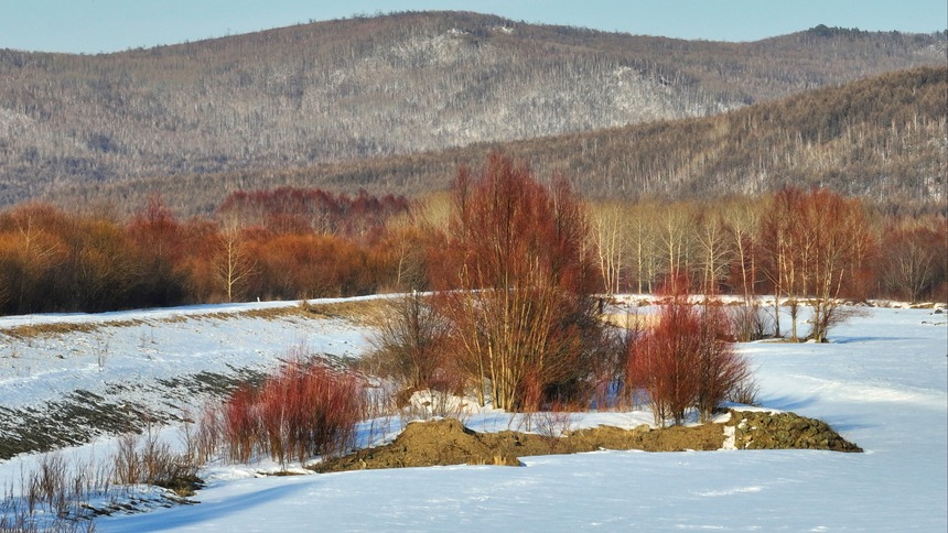 內蒙古根河：春雪映紅柳