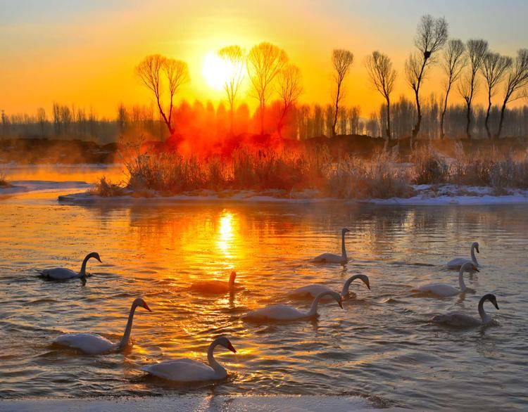 朝陽：春來水暖，天鵝舞翩躚_fororder_天鵝3