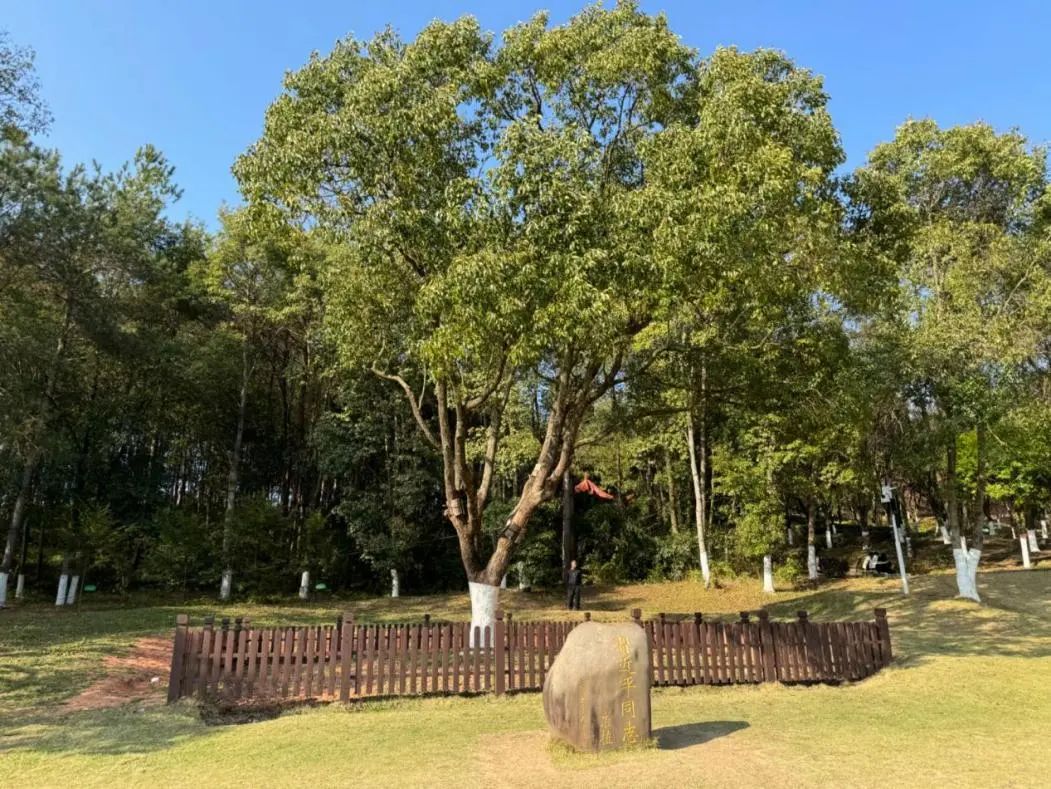 新春走基层｜唱响不负绿水青山的“长汀之歌”